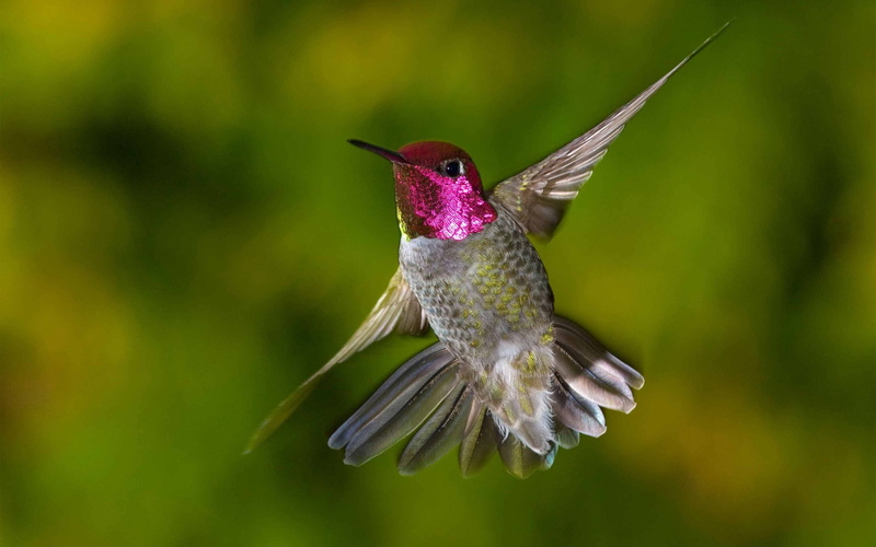 animals In The Wild, one Animal, black Color, wildlife, bird, hummingbirds, motion, hummingbird, multi Colored, animal, wings, no People, animal wildlife