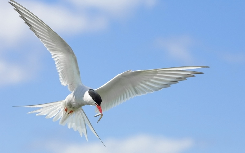 looking, mid-air, gray, freedom, cloud - sky, nature, animals And Pets, vertebrate, animal, sea Bird, beak, white color, animal themes, wildlife, white