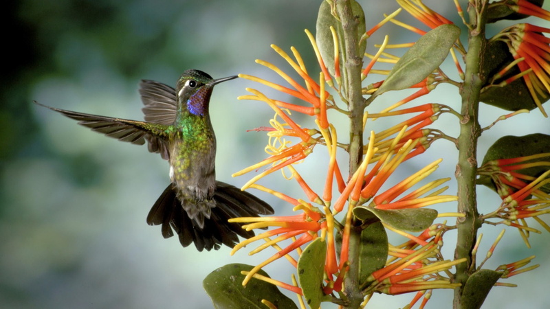 animal themes, blue, bird, focus on foreground, songbird, flying, 1080P, plant, beak, wildlife, iridescent, animal Wing, outdoors, flowering plant, growth