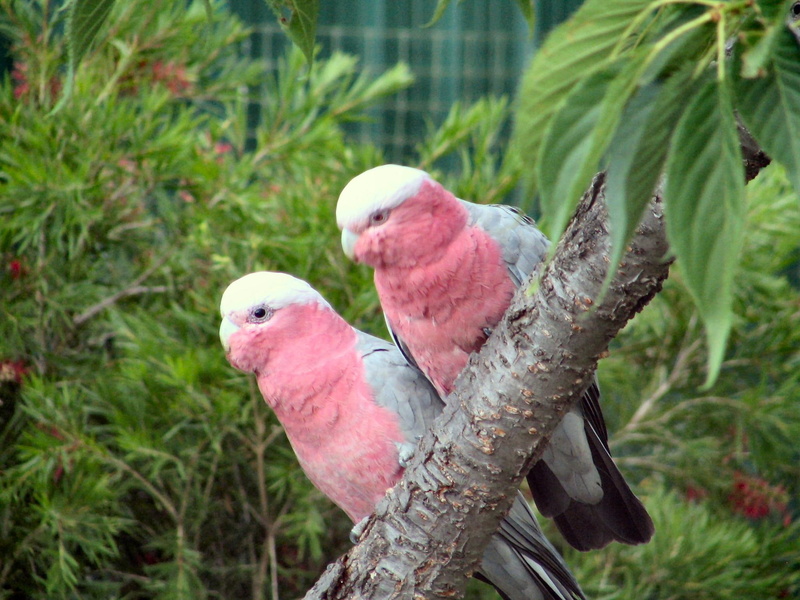 parrots, australia, tree, garden, 1080P, animals, pink, galahs