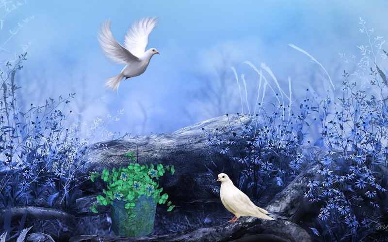 colors, wonderful, flowers, paint, 720P, two, nature, illustration, pigeons, doves, white