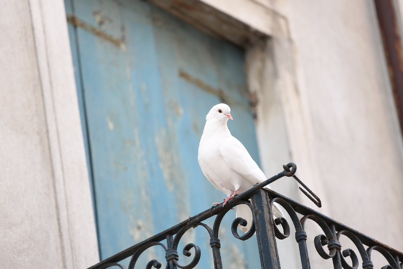 5K, animal themes, low angle view, wrought iron, white, railing, built structure, architecture, animal wildlife, colombina white, dove wedding, pigeon