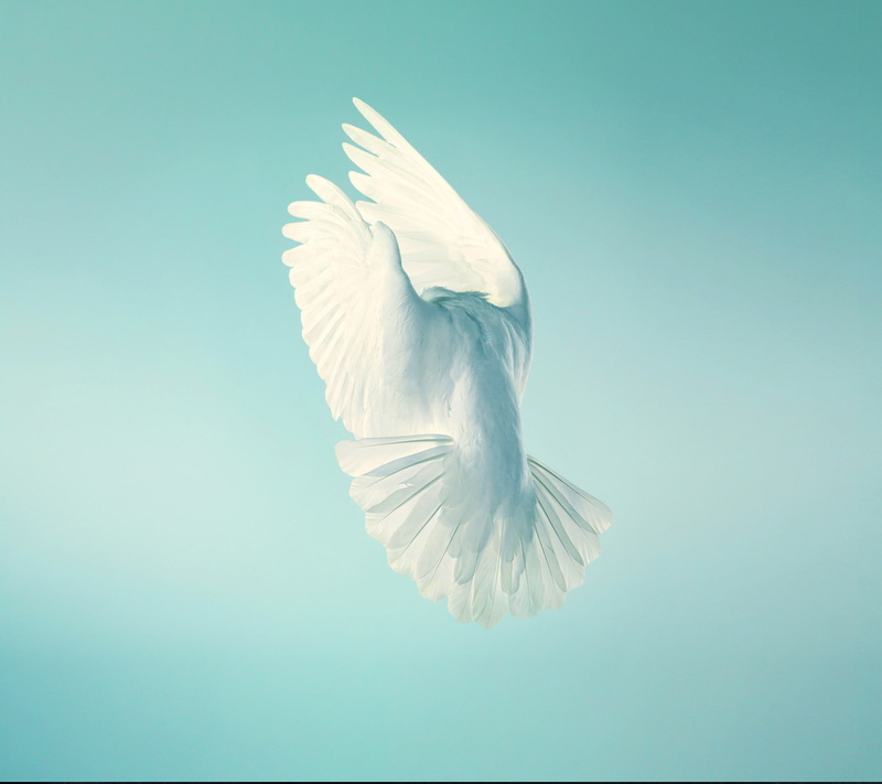 outdoors, one animal, blue background, bird, 1080P, dove - bird, animal body part, animal themes, nature, mid-air, Peace, blue, flying, freedom, white color