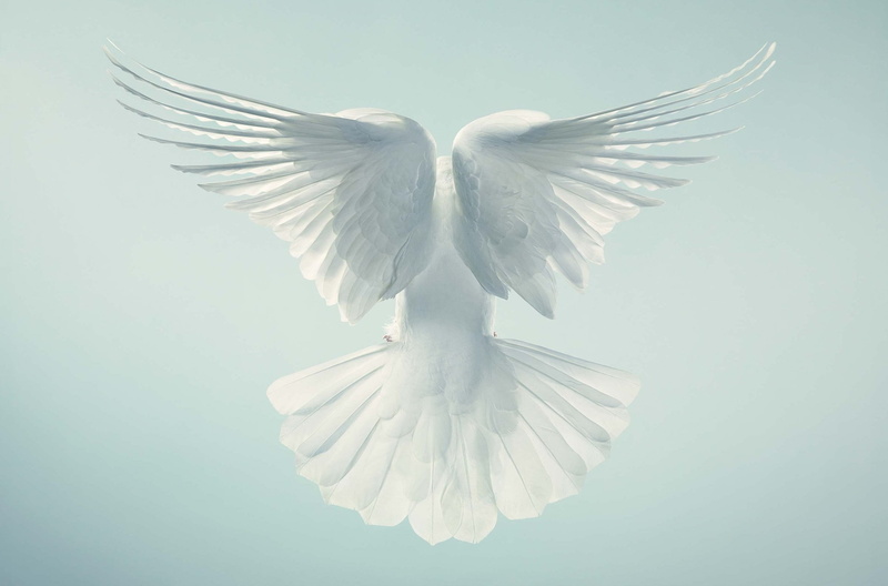 animal body part, animals in the wild, angel, belief, religion, freedom, spirituality, 1080P, positive emotion, vertebrate, white color, symbols of peace