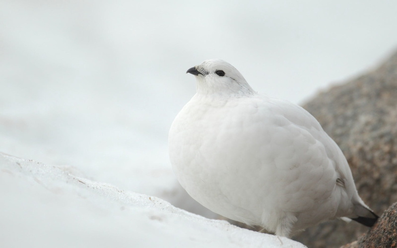 white, close-up, partridge, animal wildlife, feather, day, perching, vertebrate, 720P, animal, nature, dove - Bird, pigeon, winter, bird, black, white color
