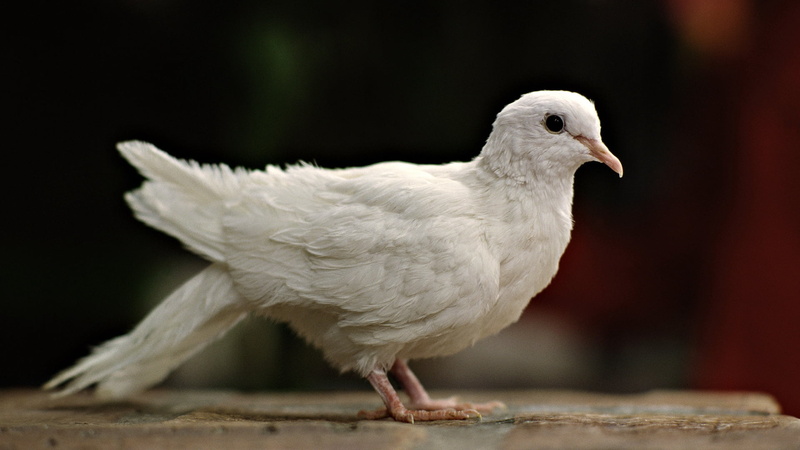 1080P, animal, bird, standing, day, white, animals in the wild, full length, dove, nature, outdoors, pigeon, vertebrate, beak, animal wildlife, animal body part