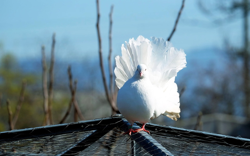 one animal, seagull, fantail, no people, dove, focus on foreground, tree, spread wings, romantic, zoo, photography, animals in the wild, animal, 1080P