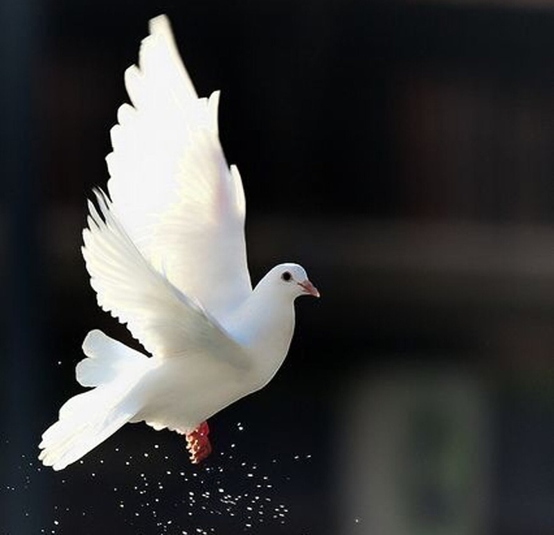 animal wing, no people, beauty in nature, nature, flying, animal body part, spread wings, bird, 720P, vertebrate, animals in the wild, white, animal, dom