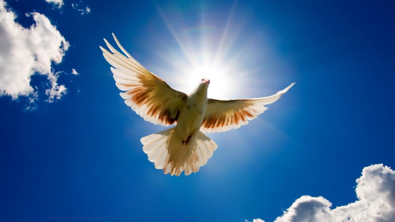 spread wings, white color, low angle view, purity, blue, rays, beauty in nature, day, desktop, sunbeam, animals in the wild, flying, sun, white, cloud - sky