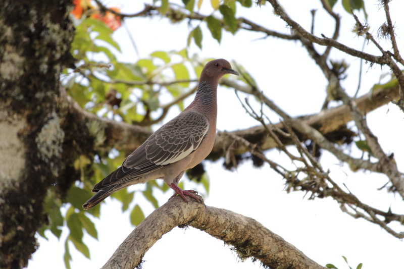 vertebrate, animals in the wild, pigeon, bird, plant, tree, animal themes, plant part, sky, branch, day, focus on foreground, nature, perching, birds, low angle view