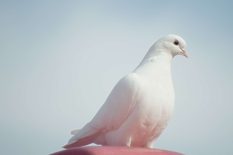 2K, animals in the wild, bird, vertebrate, clear sky, animal wildlife, studio shot, day, animal themes, nature, outdoors, copy space, dove - bird, symbols of peace