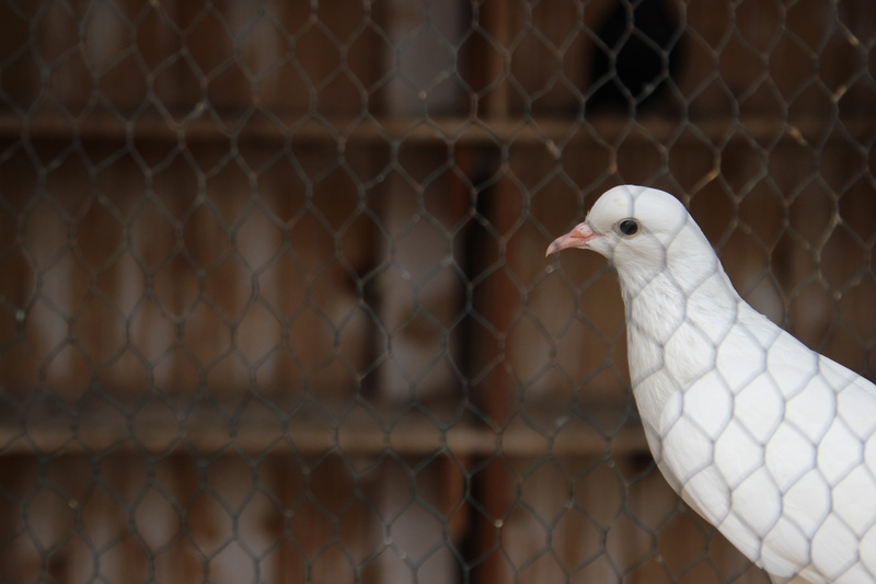 bars, vertebrate, animal head, fence, dove, close-up, animal wildlife, focus on foreground, wing, bird, day, chainlink fence, animals in captivity, dom