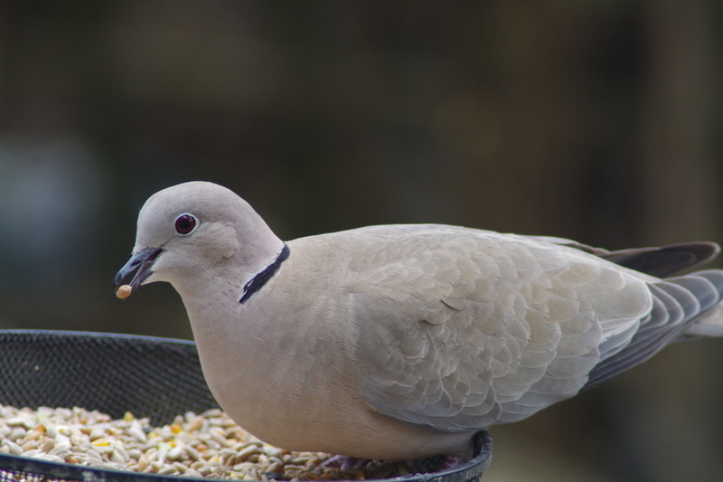 no people, animals in the wild, animal body part, Dove, Collar, ring, nature, wildlife, Bird, wild, feeding, beak, focus on foreground, feather, animal