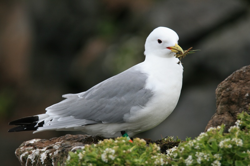 bird, animal, northern fulmar, day, no people, full length, dove - bird, rock - object, white color, outdoors, seagull, focus on foreground, rock, nature