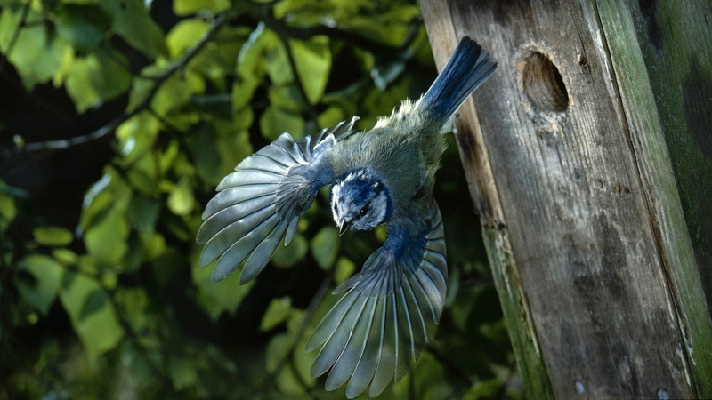 food, beauty in nature, white, animals in the wild, bird, nature, one animal, spread wings, vertebrate, birds, close-up, animals, 1080P, decor, day, flower