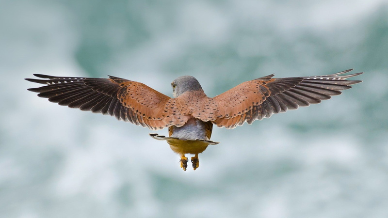 focus on foreground, wings, animal body part, motion, spread wings, day, animal wildlife, 1080P, flapping, bird of prey, full length, black, no people