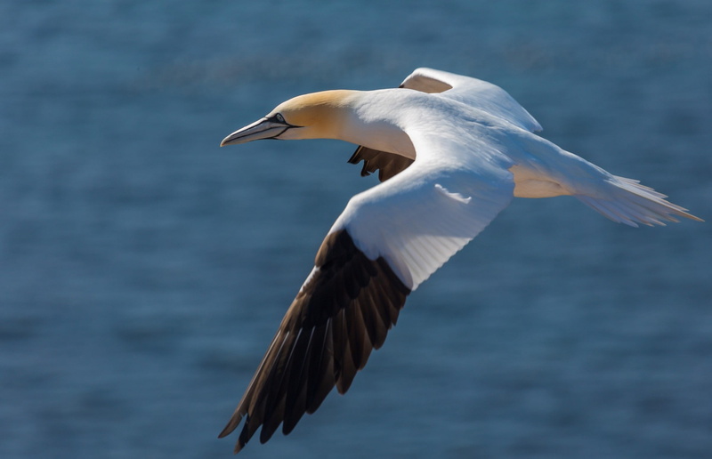 animal themes, mid-air, animal, flying, animal wildlife, focus on foreground, one animal, beauty in nature, motion, water, no people, spread wings, bird