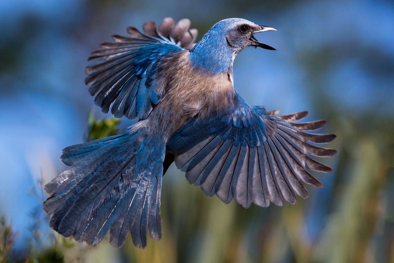 day, animal, outdoors, flapping, birds, beauty in nature, spread wings, close-up, no people, animal body part, one animal, 1080P, animal themes, flying