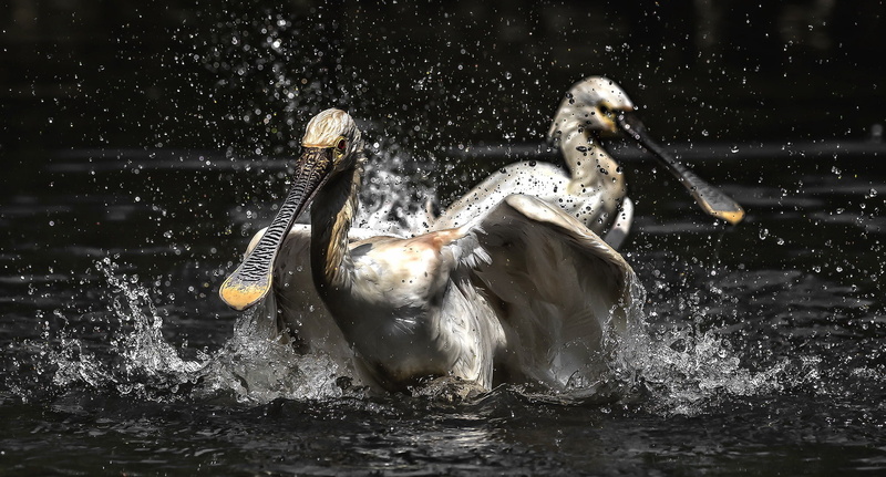 flapping, animal wildlife, one animal, animal, splashing, nature, flying, no people, animals in the wild, bird, day, vertebrate, animal themes, mammal