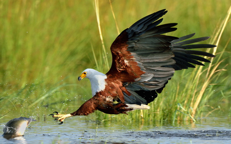 fishing, nature, lake, outdoors, fish, animal themes, bird, no people, eagle, bird of prey, animal, motion, animal wildlife, water, vertebrate, eagle - bird