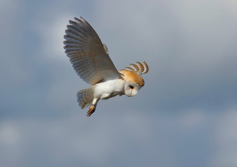 beauty in nature, birds, bird of prey, nature, flying, bird, outdoors, animal, day, no people, mid-air, motion, one animal, animals in the wild, focus on foreground