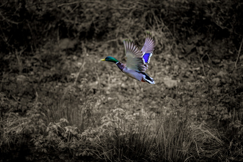 animals, day, focus on foreground, animal wildlife, animal themes, flapping, land, nature, spread wings, bird, beauty in nature, flying, plant, animal