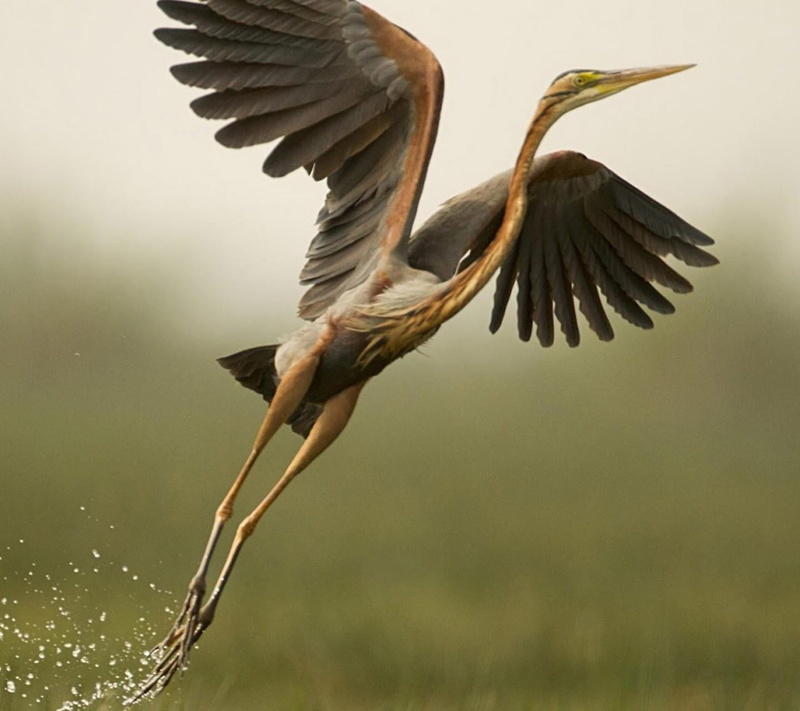 beauty in nature, nature, flapping, day, flying, animal themes, motion, one animal, animal wing, bird, animals in the wild, plant, birds, outdoors, spread wings