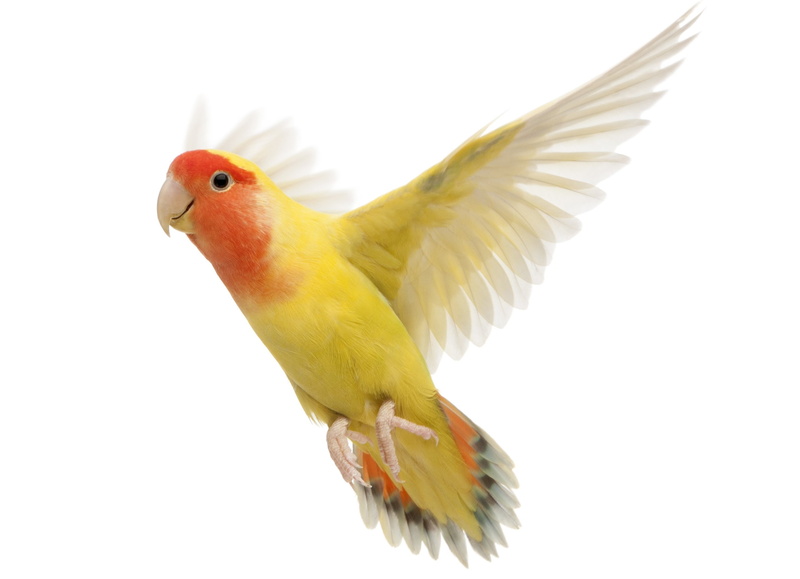 birds, white background, parrot, no people, 2K, motion, white color, nature, copy space, animal themes, yellow, flying, animals in the wild, one animal