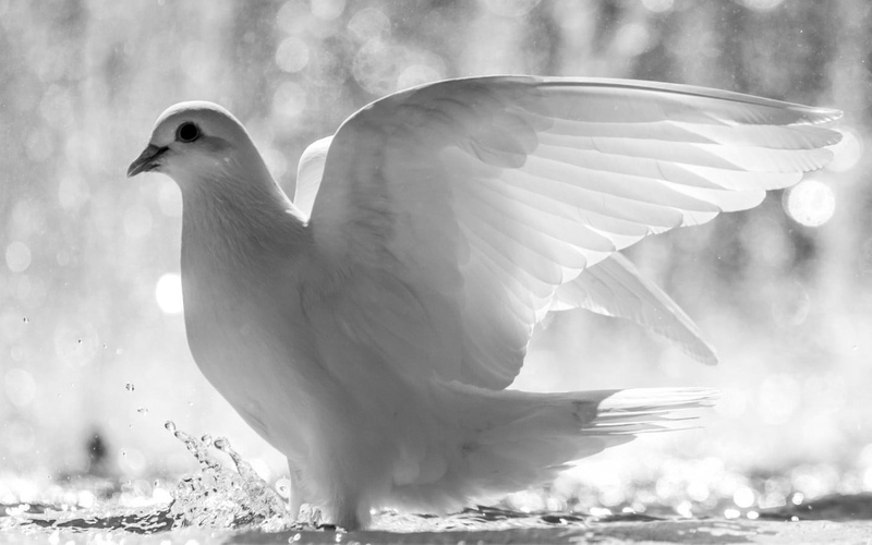 day, no people, nature, animals in the wild, focus on foreground, feather, flapping, water, flying, 720P, animal, outdoors, close-up, animal themes, white color