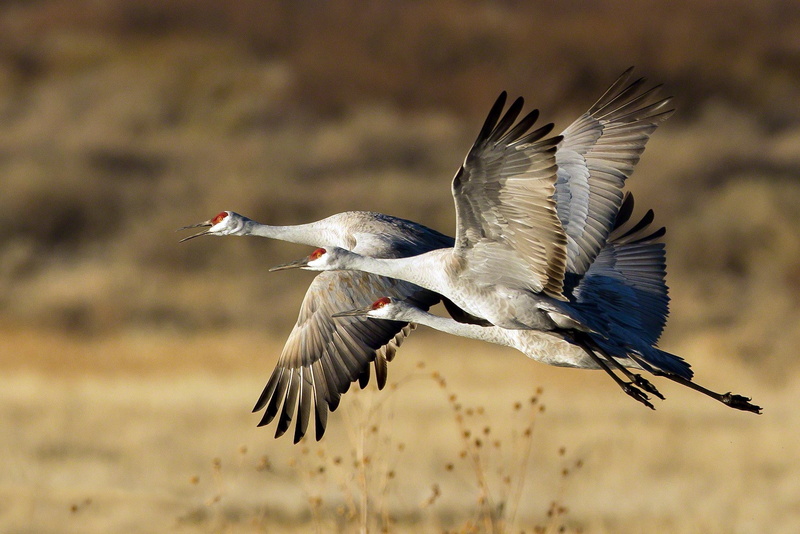focus on foreground, flying, bird of prey, flapping, mid-air, animals in the wild, animal, animal wildlife, nature, 1080P, animal body part, day, no people