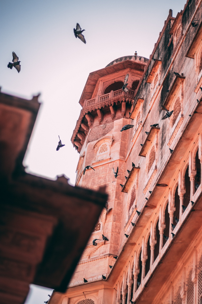 animal themes, light, clear sky, mid-air, flight, town, seagull, building, built structure, tourism, flying, travel, ancient, home, vertebrate, no people