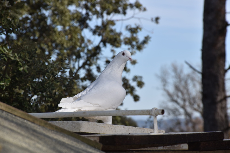animal themes, 5K, sky, animal wildlife, one animal, fowl, homing bird, vertebrate, outdoors, plant, alpes-de-haute-provence, white dove, france, low angle view