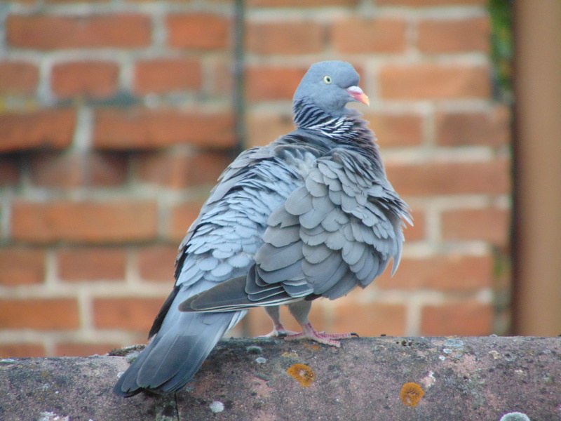 close-up, brick wall, animal themes, dove, focus on foreground, animal, 5K, outdoors, one animal, bird, homing pigeon, vertebrate, animal wildlife, animals in the wild