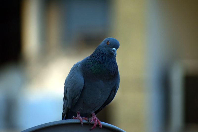 pigeon, staring, raven - bird, perching, vertebrate, black color, looking, bird, animal wildlife, outdoors, columba livia domestica, one animal, focus on foreground