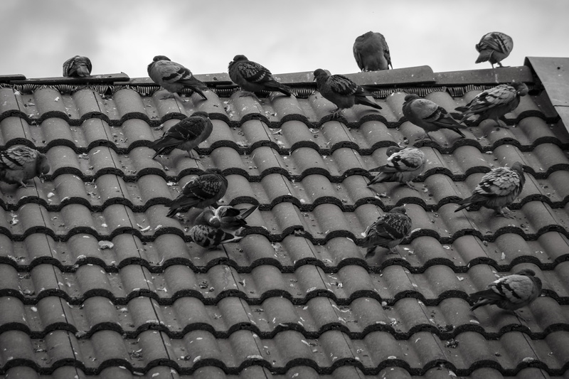 animals in the wild, building exterior, outdoors, architecture, nature, clouds, animal wildlife, tile, metal, building, 5K, gable, roof tile, roof shingles