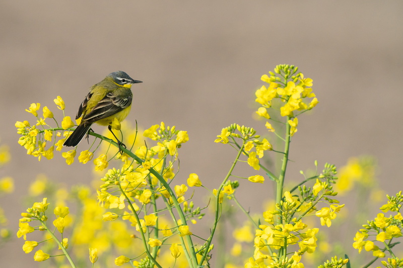 bird, plumage, 4K, wing, animals in the wild, animal world, beauty in nature, yellow, outdoors, plant, animal, growth, fragility, one animal, springtime