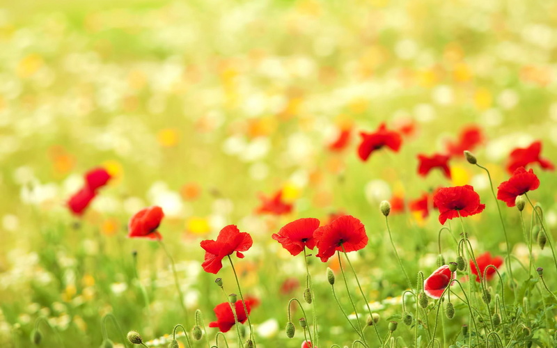 flowers, peace, poppies, grass, beautiful, field, 1080P, lovely, field of flowers, poppies field, view
