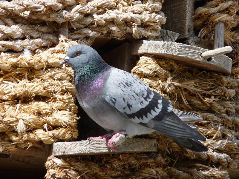 nature, animal Wing, animal Nest, bird nest, beak, close-up, no people, perching, wildlife, sitting, dove - Bird, animals In The Wild, animal themes, feather