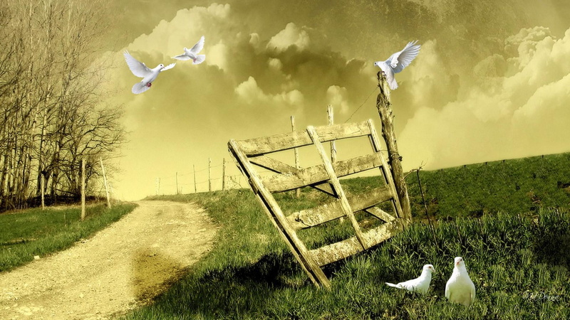 3d and abstract, 1080P, trees, doves, gate, peace, valley, harmony, drive, fence, green, field, grass, clouds, peaceful