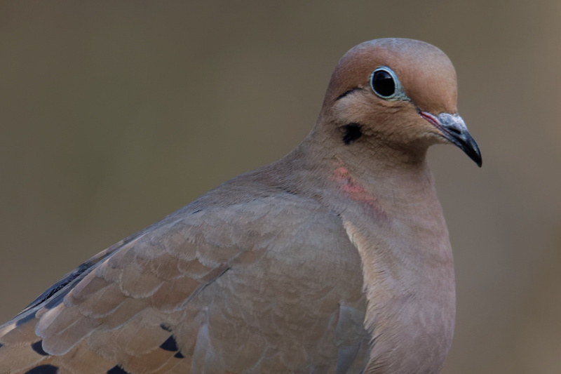focus, outdoors, no people, bird, dove, mourning dove, 2K, day, animal themes, photography, selective, avian, close-up, animal, animal eye, gentle, beauty in nature