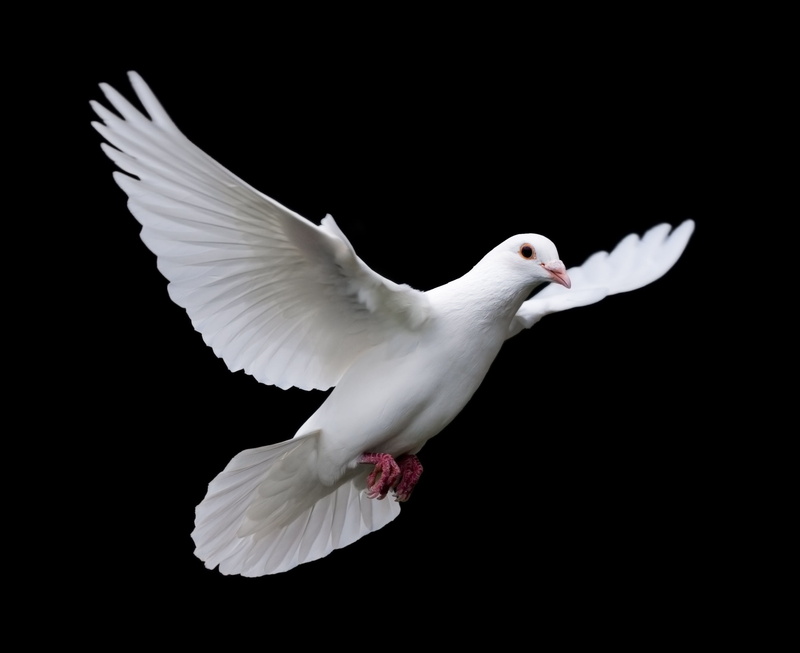 symbols of peace, fly, motion, wildlife, white color, flight, beauty in nature, flapping, black background, cut out, dove - bird, nature, one animal, animal themes