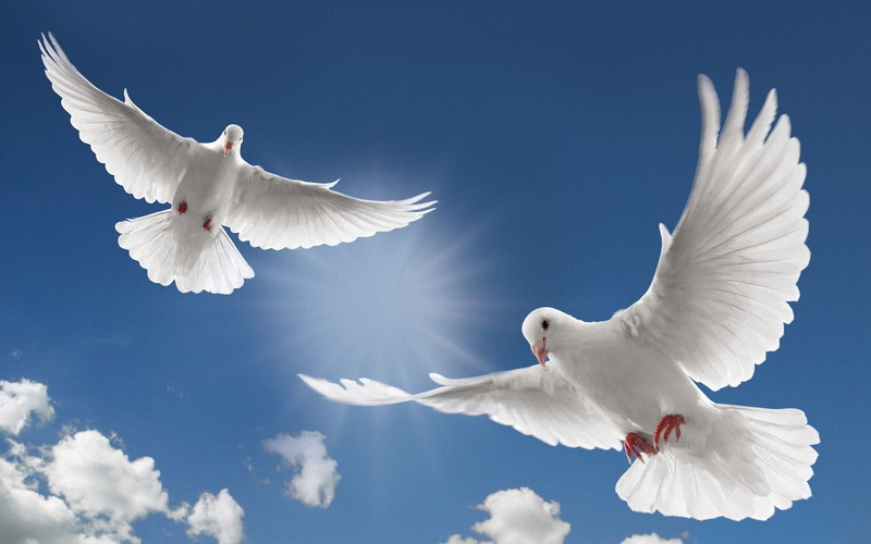 beauty in nature, animal themes, positive emotion, innocence, heaven, religion, seagull, no people, purity, animal body part, sky, vertebrate, freedom