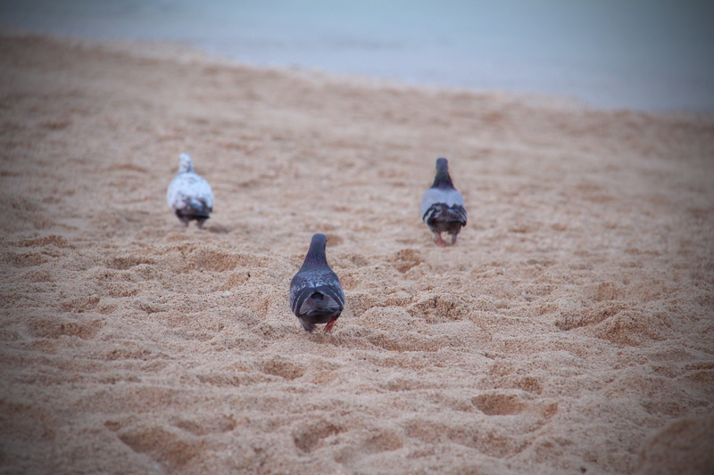 two animals, peace, pigeon, love, animals in the wild, water, day, focus on foreground, outdoors, sea, nature, beach, birds, bird, no people, vertebrate