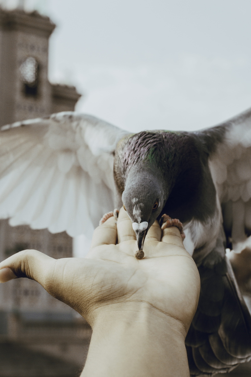 eaten, peace, balance, feather, beak, person, palm, art, feed, dove - Bird, pigeon, s, nature, bird, blur, cookie, changetheworld, outdoors, seagull, 5K