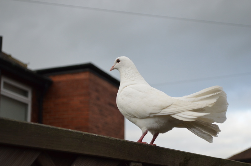 surface, wall, low angle view, one animal, day, animal wildlife, single, background, 4K, pigeon, white color, feathers, wooden, perched, dove, no people