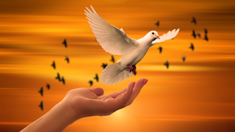 motion, sunset, sky, focus on foreground, human hand, group of animals, vertebrate, spread wings, orange color, animal wildlife, bird, Flying, finger, k