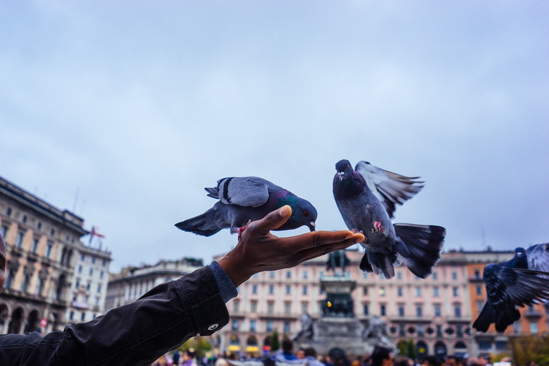 human limb, pigeons, hand, feeding, italy, human body part, animal, day, vertebrate, feather, city Life, outdoors, animals in the wild, animal themes, animal Wing