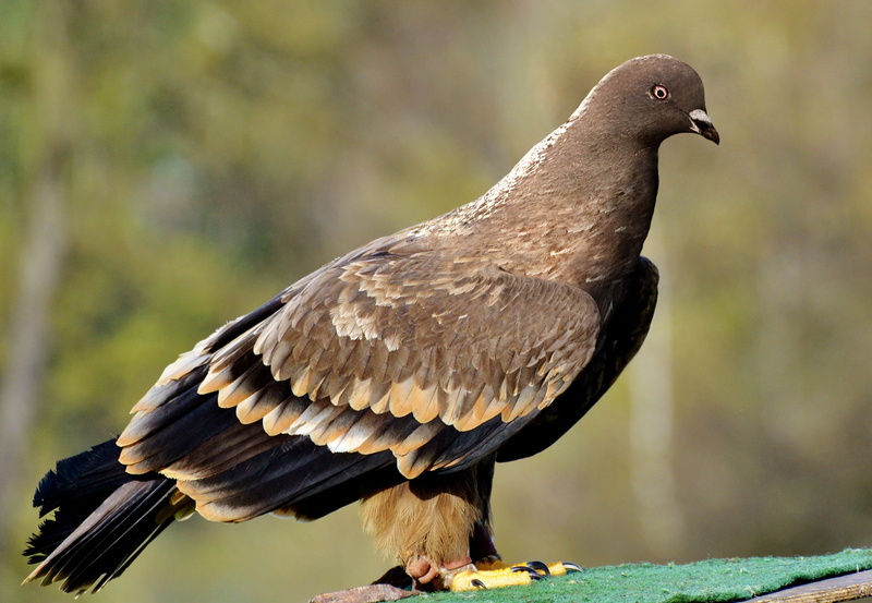 manipulation, looking, profile view, animals in the wild, bird of prey, fotomanipulacja, animal, animal themes, bird, side view, amazing, perching, brown