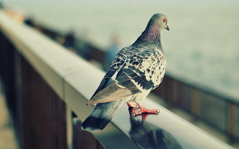 close-up, vertebrate, pigeon, perching, wildlife, white, looking, side view, beak, animals In The Wild, feather, flying, 1080P, outdoors, focus on foreground
