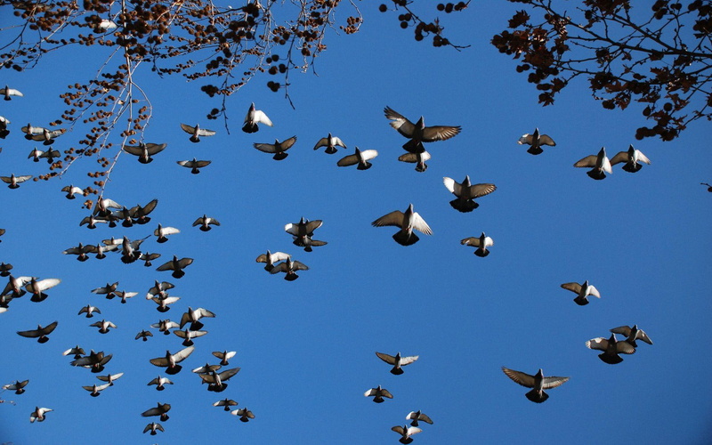 animals, birds, pigeons, 1920x1200, flying, pigeon, 1080P, flock, bird